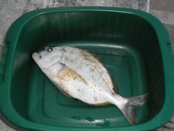 SAM_0059_sargo.JPG