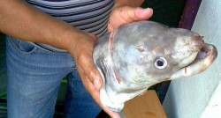 Cabeça congro 15.500kg