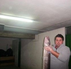 17kg
