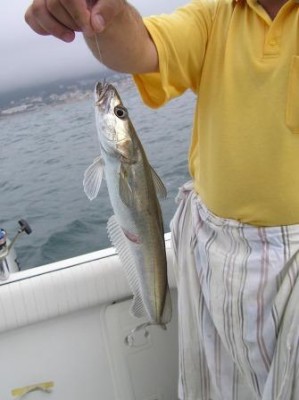 pescada.JPG