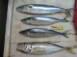cavalas e carapau.jpg