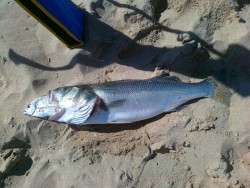 comparação sargo/boca do robalo