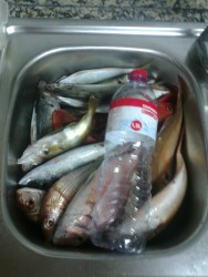 Todos os outros peixes, menos choupas e sargos.