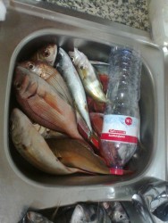 Outra focagem dos peixes.