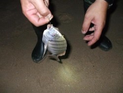finalmente resultados, grande na foto pequeno na grelha