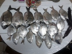 a minha pescaria de sabado para domingo....