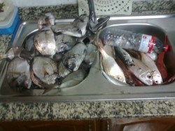 Vista geral do lava-louças com o peixe