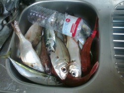 O restante pescado noutra posição