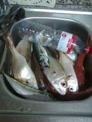 O restante pescado