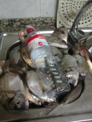 Ainda os sargos