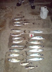 carapaus vs cavalas