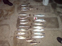 peixepeixe2.jpg