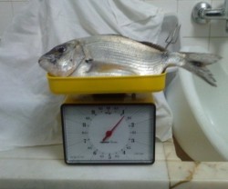 Pesca2.JPG