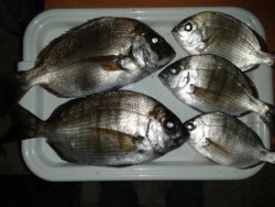 sargos da discordia