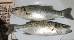 Bailas.jpg