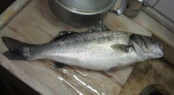 DSCF0050.jpg