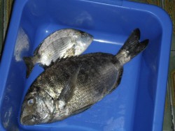 SAM_0532_pesca.JPG