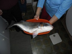 SAM_0557_dourada.JPG