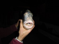 SAM_0555_dourada.JPG