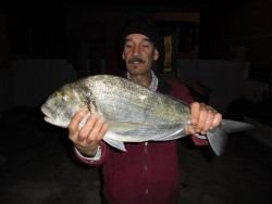 SAM_0554_dourada.JPG