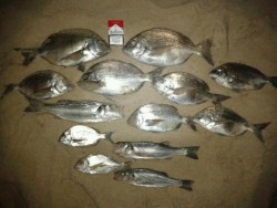 pesca final