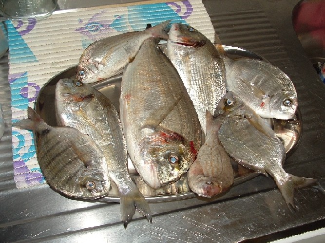 pescariasjacinto.JPG
