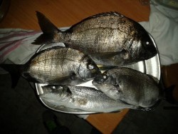 sargaloo 1.2kg