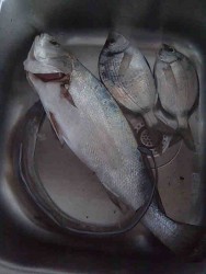 Imagem003.jpg
