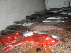 Outra perspectiva da pesca do Aires Bento