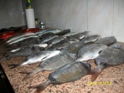 Pesca do Aires Bento, ângulo com ligeira diferença