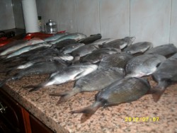 Eis a pesca do Aires Bento