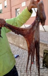 polvo do Rui