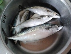 cavalas
