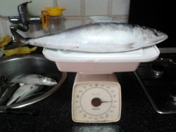 1,2kg