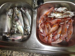 Carapaus, serrões e fanecas