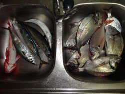 Cavalas, ruivo, safias, besugo e choupas