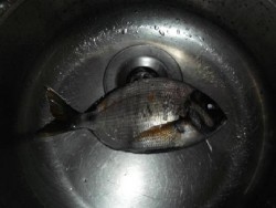 DSCF1186.JPG