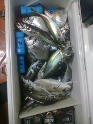 Fotografia do pescado noutra posição.
