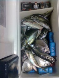 Fotografia do pescado na arca, logo chegado a casa.