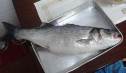 peixe 1.JPG