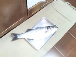 peixe 2.JPG