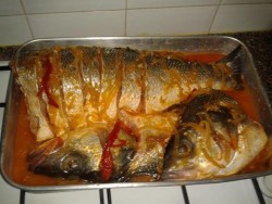 peixe 3.JPG