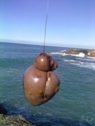Bucho de polvo1.jpg
