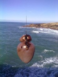 Bucho de polvo2.jpg