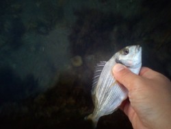 A pequenina a ser devolvida a agua