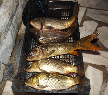carpas capturadas dia 10 de setembro de 2013 na barragem de magos, ainda se desferraram mais duas e outras 2 partriram a linha porque não estava junto às canas e os carretos não estavam destravados. foram todas apanhadas ao fundo, á boi0aq pesca à inglesa apenas picou uma que se desferrou.