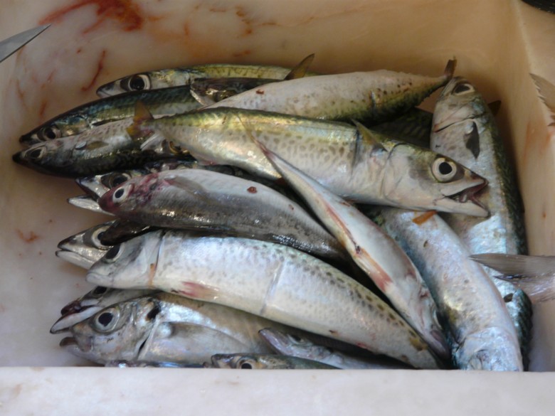 Carapus e Cavalas