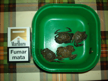 Caranguejo de 2 cascos
