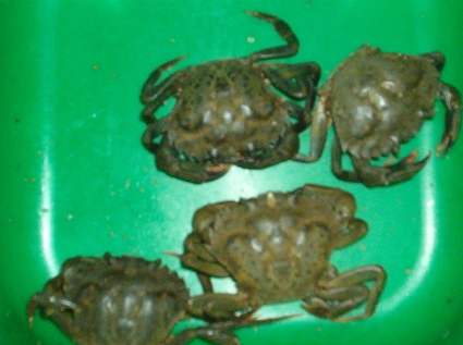 Caranguejo de 2 cascos
