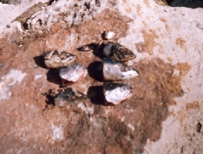Devolução das cabeças dos peixes ao Oceano.jpg